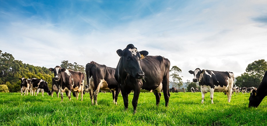 Dairy Farm App