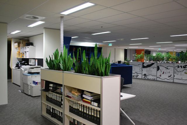 Office Plants Melbourne