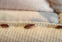 bed bug removal