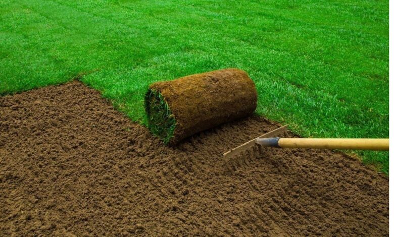 Turf Lawns