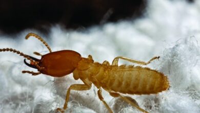 Pest Control