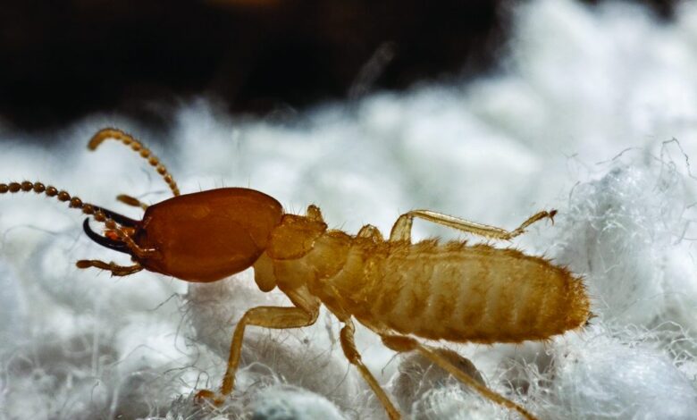 Pest Control