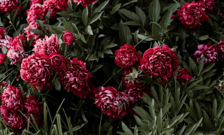 5 Flowers To Please Your Loved Ones At On Any Occasion