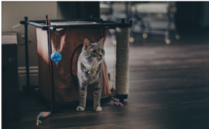 New cat