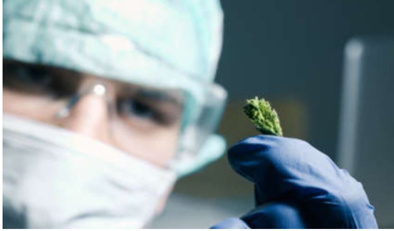 medical cannabis