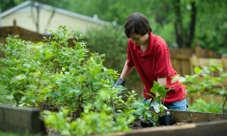 Garden