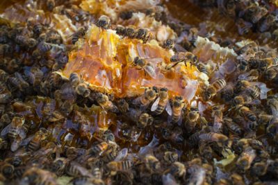 lved the problem. However, if the hive is in a house where we have land to carry out its removal ourselves, some steps can be taken without searching on the internet – "bee exterminators near me
