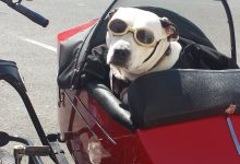 dog travel pet transportation