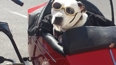 dog travel pet transportation