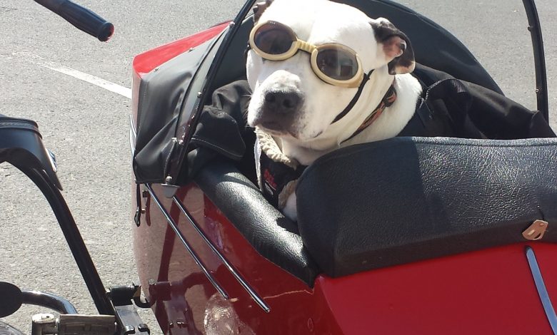 dog travel pet transportation