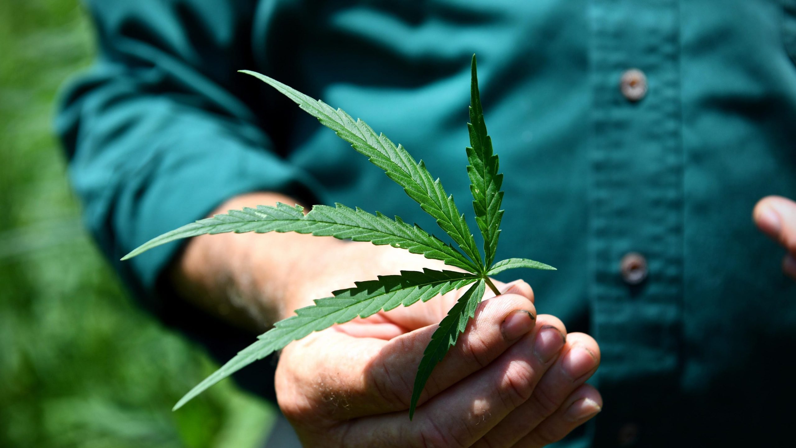 How many dispensaries are there in California? Reca Blog
