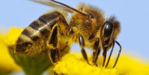 bee control specialist Brisbane