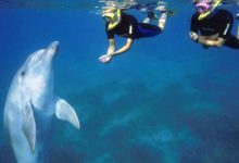 Top 8 Tips for an Exciting Snorkeling Experience