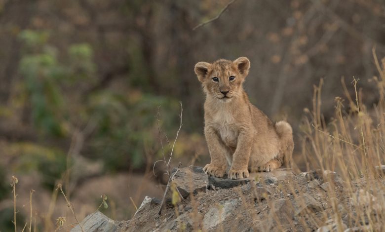 lion-cub