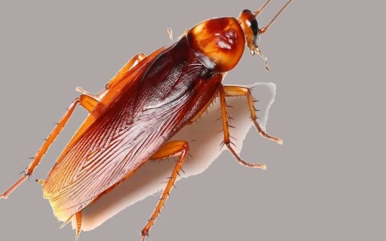 cockroach exterminator