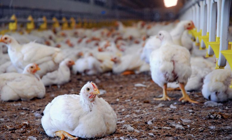 Poultry Business