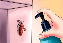 How to get rid of insects easily and effectively