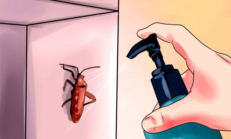 How to get rid of insects easily and effectively