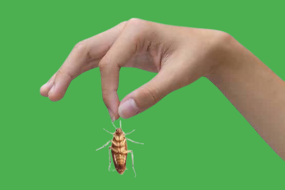 How to get rid of insects easily and effectively