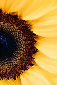 Sunflowe Drawing