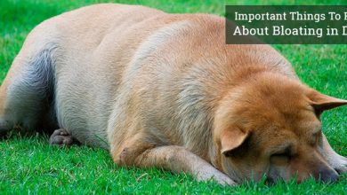 Bloat In Dogs Gastric Torsion and Bloat Symptoms