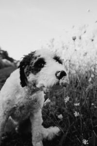 Dog Drawing