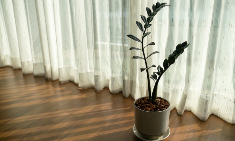 Raven Zz Plant
