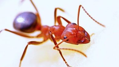 ant pest control canada