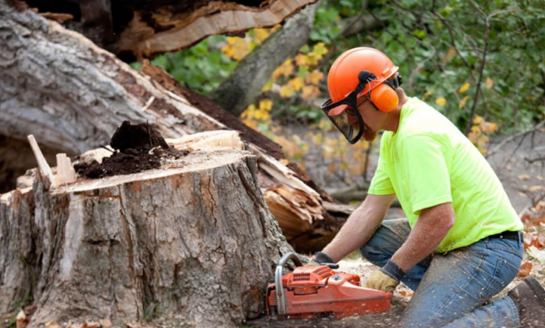 tree removal service