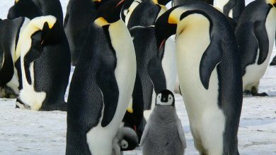 What is Google Penguin? How can you use it to boost your conversions?
