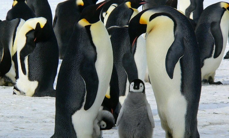 What is Google Penguin? How can you use it to boost your conversions?