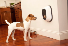 Gadgets to Make your Pet’s Home Life Easier
