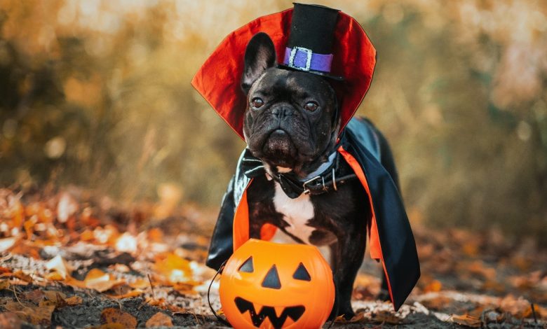 Halloween Discount
