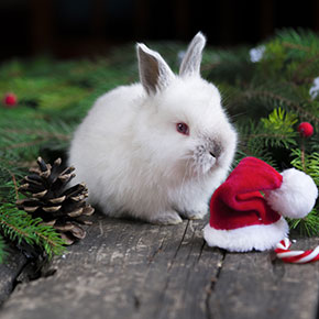 best rabbit food