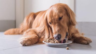 Photo of Importance of Dog’s Diet and Choose Best Food