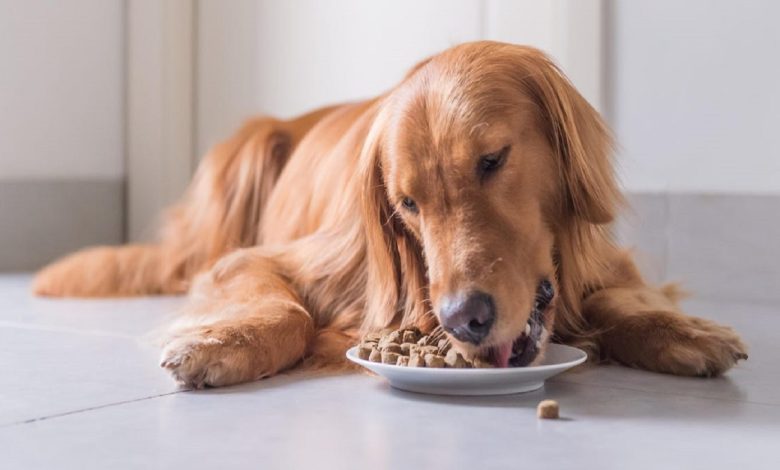 dog's diet