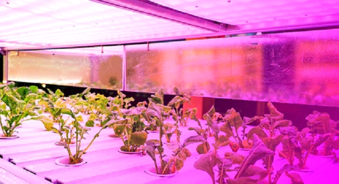 indoor grow light