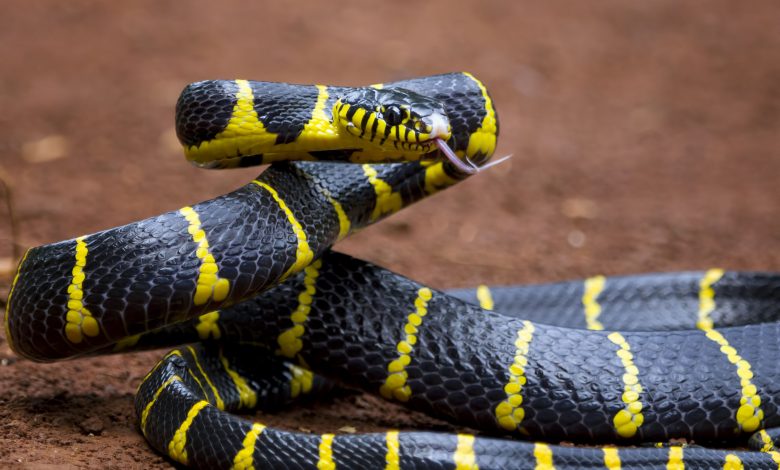 Boiga snake