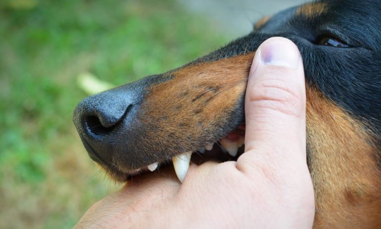 dog bite lawyer