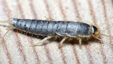 Photo of An Ultimate Guide to Silverfish Control