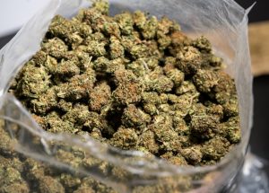 cannabis