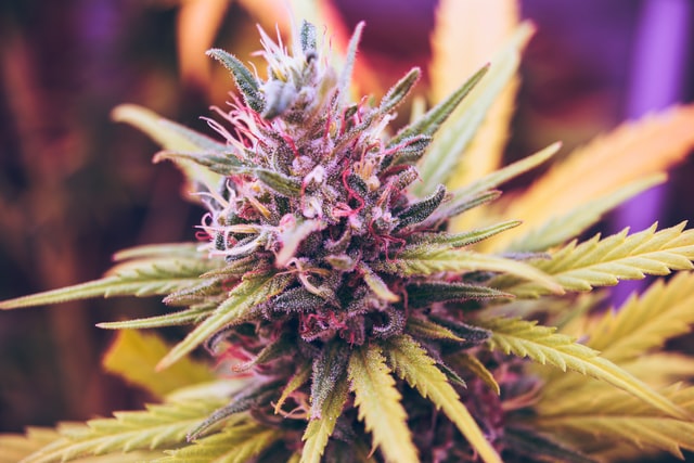 cannabis plant