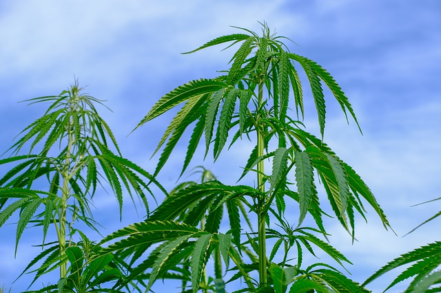 hemp plant