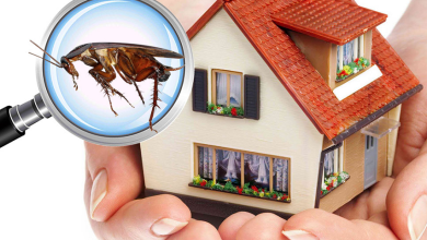 Pest Inspection Adelaide