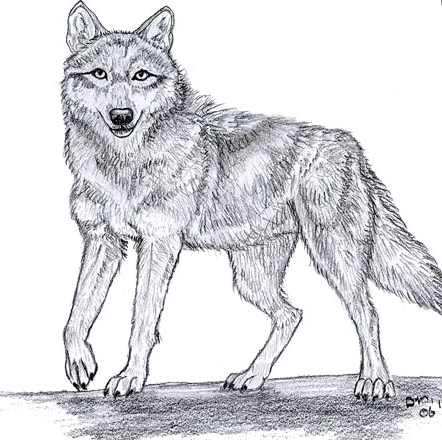 The most effective way to pull a wolf.