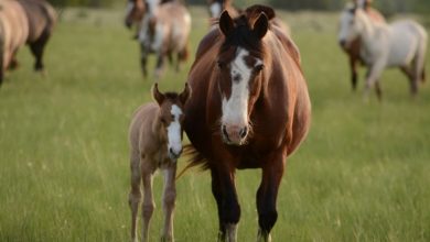 Horse Pregnancy