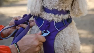Photo of How to Measure a Dog for a Harness