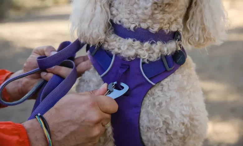 how-to-measure-a-dog