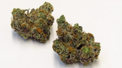 Photo of What is White Wookies Strain? Types and Information of White Wookies Strain