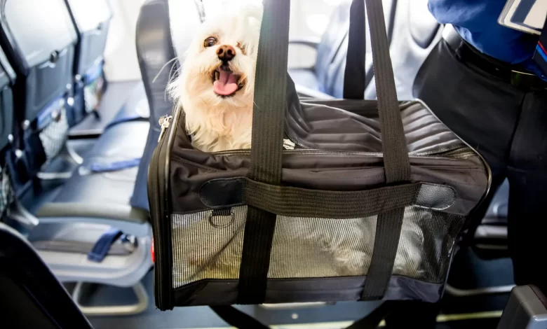 United Airlines Pet Policy